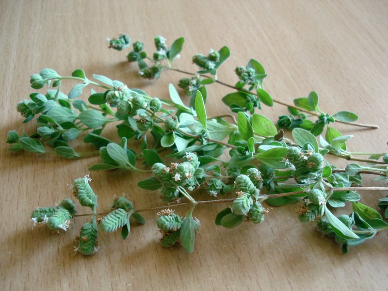 Oregano